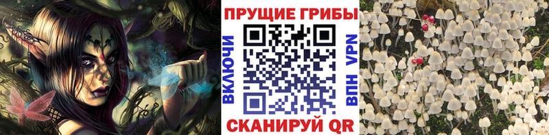 Псилоцибиновые грибы Cubensis  цены   Сусуман 